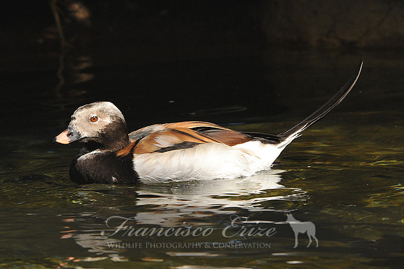 B18 Clangula hyemalis - LONG-TAILED DUCK