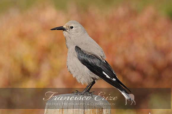 B72  Nucifraga columbiana - CLARCK´S NUTCRACKER