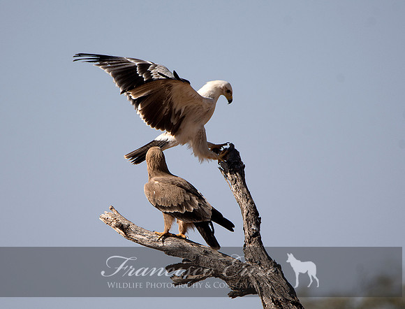 B20b Aquila rapax - TAWNY EAGLE