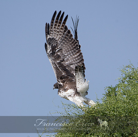 B20b Polimaetus bellicosus - MARTIAL EAGLE