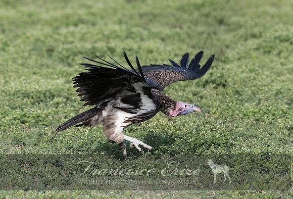 B20a Torgos tracheliotus – LAPPET-FACED VULTURE