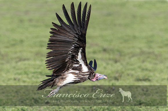 B20a Torgos tracheliotus – LAPPET-FACED VULTURE