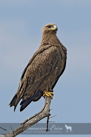 B20b Aquila nipalensis - STEPPE´S EAGLE