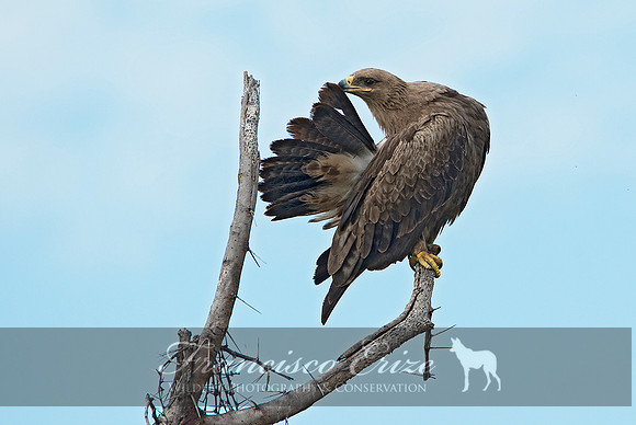 B20b Aqila nipalensis - STEPPE'S EAGLE
