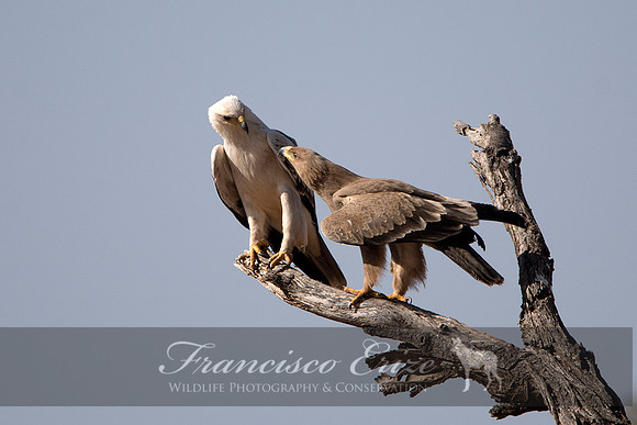 B20b Aquila rapax - TAWNY EAGLE