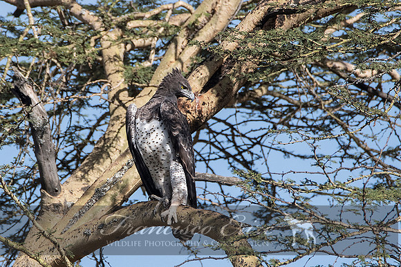 B20b Polimaetus bellicosus - MARTIAL EAGLE