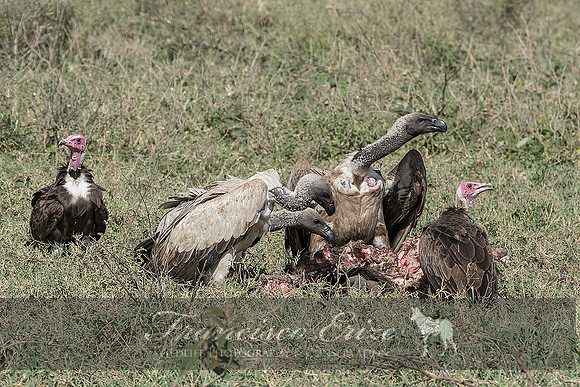 B20A Gyps africanus – AFRICAN WHITE-BACKED VULTURE