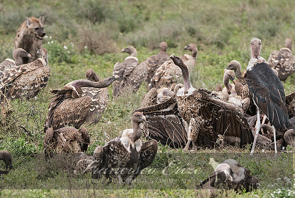 B20a Gyps rueppellii – RÜPPELL’S GRIFFON VULTURE