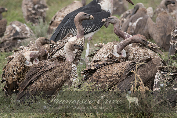 B20a Gyps rueppellii – RÜPPELL’S GRIFFON VULTURE