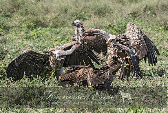 B20a Gyps rueppellii – RÜPPELL’S GRIFFON VULTURE