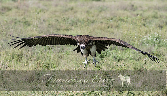 B20a Torgos tracheliotus – LAPPET-FACED VULTURE