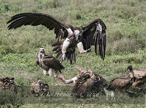 B20a Torgos tracheliotus – LAPPET-FACED VULTURE