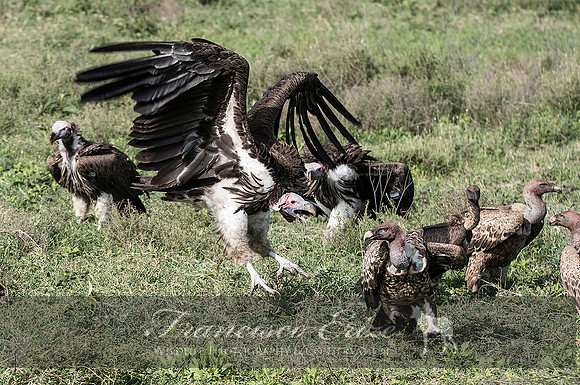 B20a Torgos tracheliotus – LAPPET-FACED VULTURE