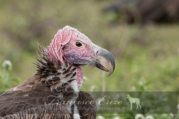 B20a Torgos tracheliotus – LAPPET-FACED VULTURE