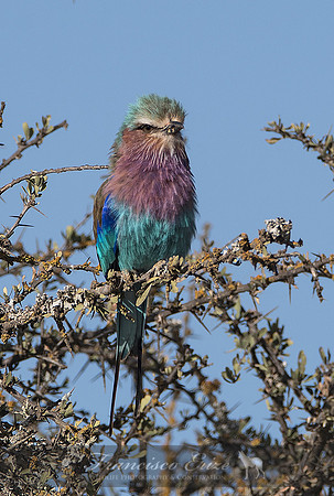B56B Coracias caudatus – LILAC-BREASTED ROLLER