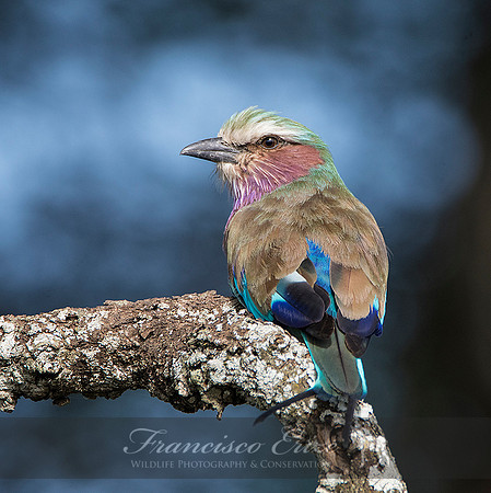 B56B Coracias caudatus – LILAC-BREASTED ROLLER