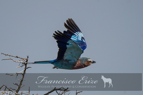 B56B Coracias caudatus – LILAC-BREASTED ROLLER