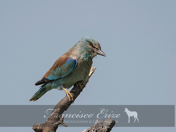 B56B Coracias garrulus – EURASIAN ROLLER