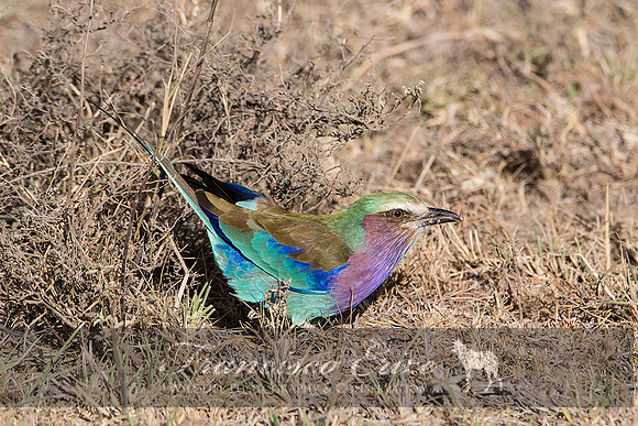 B56B Coracias caudatus – LILAC-BREASTED ROLLER