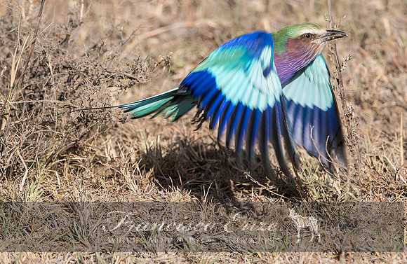 B56B Coracias caudatus – LILAC-BREASTED ROLLER