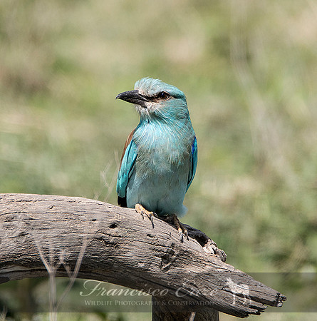 B56B Coracias garrulus – EURASIAN ROLLER