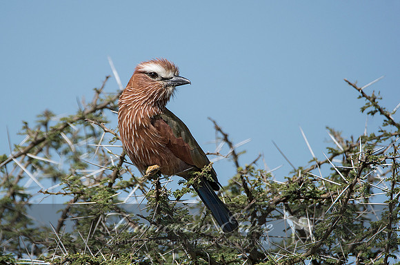 B56B Coracias naevius – PURPLE ROLLER