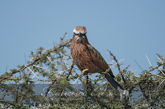 B56B Coracias naevius – PURPLE ROLLER