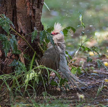 B53B Urocolius macrourus – BLUE-NAPED MOUSEBIRD
