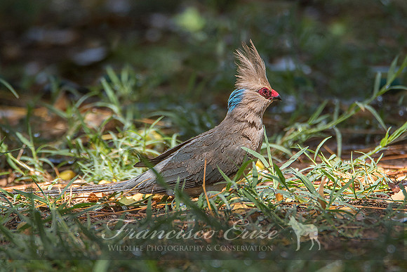 B53B Urocolius macrourus – BLUE-NAPED MOUSEBIRD