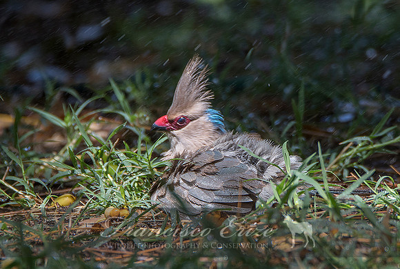 B53B Urocolius macrourus – BLUE-NAPED MOUSEBIRD