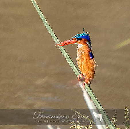 B55 Alcedo c. galerita – MALACHITE KINGFISHER