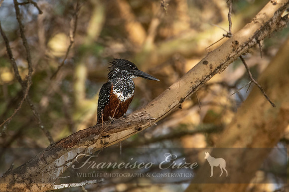 B55 Megaceryle máxima – GIANT KINGFISHER