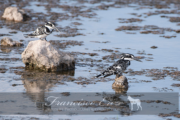B55 Ceryle rudis – AFRICAN PIED KINGFISHER