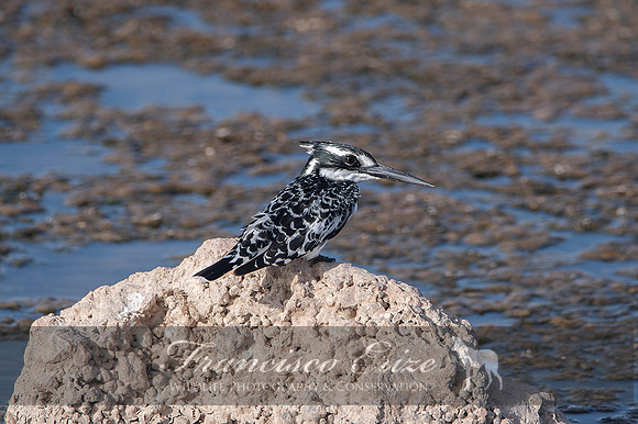 B55 Ceryle rudis – AFRICAN PIED KINGFISHER