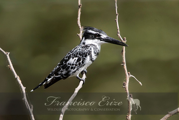 B55 Ceryle rudis – AFRICAN PIED KINGFISHER