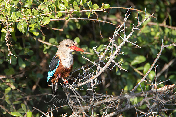 B55 Halcyon leucocephala – GREY-HEADED KINGFISHER