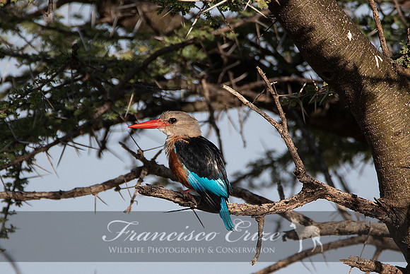 B55 Halcyon leucocephala – GREY-HEADED KINGFISHER
