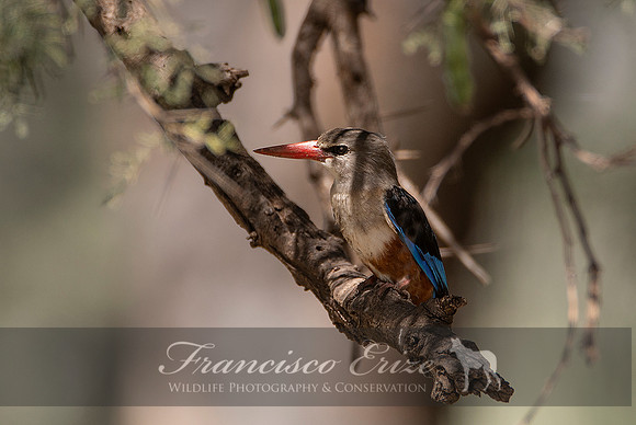B55 Halcyon leucocephala – GREY-HEADED KINGFISHER