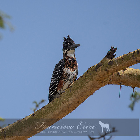 B55 Megaceryle máxima – GIANT KINGFISHER
