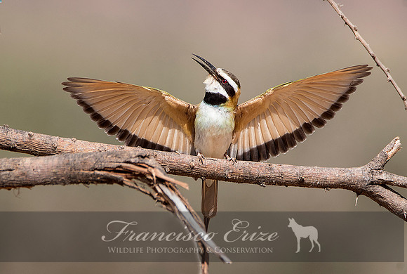 B57B Merops albicollis – WHITE-THROATED BEE-EATER