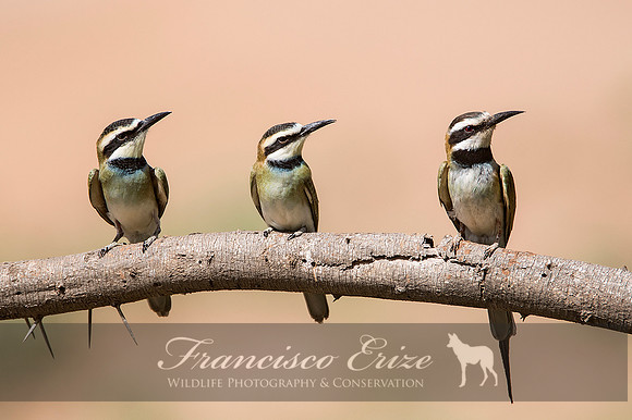 B57B Merops albicollis – WHITE-THROATED BEE-EATER