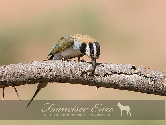 B57B Merops albicollis – WHITE-THROATED BEE-EATER