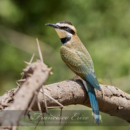 B57B Merops albicollis – WHITE-THROATED BEE-EATER
