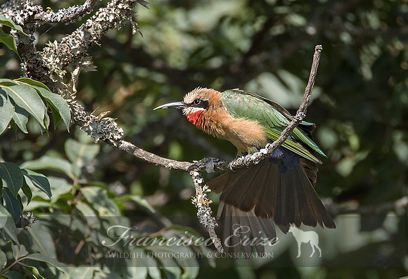 B57B Merops bullockoides – WHITE-FRONTED BEE-EATER