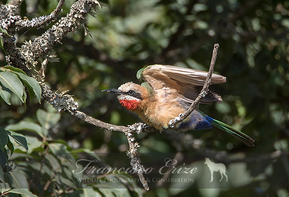 B57B Merops bullockoides – WHITE-FRONTED BEE-EATER