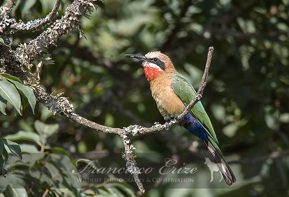 B57B Merops bullockoides – WHITE-FRONTED BEE-EATER