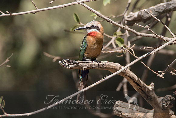 B57B Merops bullockoides – WHITE-FRONTED BEE-EATER