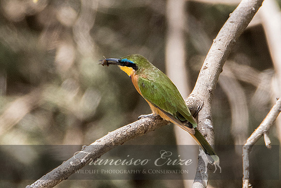 B57B Merops pusillus – LITTLE BEE-EATER