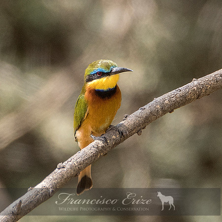 B57B Merops pusillus – LITTLE BEE-EATER