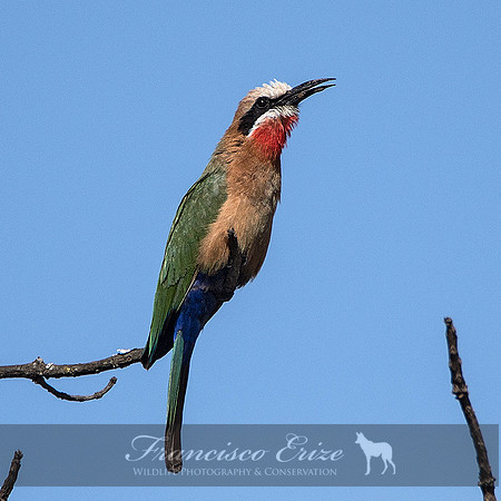 B57B Merops bullockoides – WHITE-FRONTED BEE-EATER